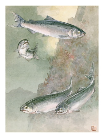A Painting Of Chinook Salmon, Above, And Silver Salmon, Below by National Geographic Society Pricing Limited Edition Print image