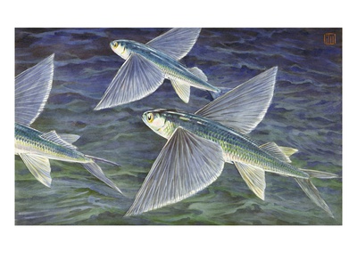 California Flying Fish Glide Over The Sea by National Geographic Society Pricing Limited Edition Print image
