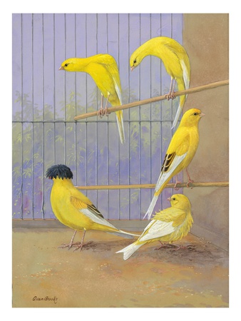 Various Birds Of The Canary Family Perch In A Cage by National Geographic Society Pricing Limited Edition Print image
