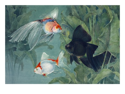 A Scaleless Fringetail, Common Fantail, And Veiltail Moor Telescope by National Geographic Society Pricing Limited Edition Print image