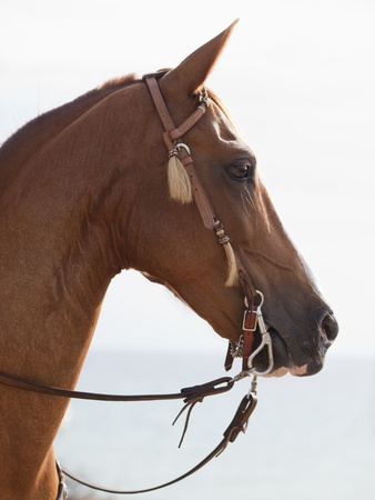 Horse Looking Into Distance by Emely Pricing Limited Edition Print image