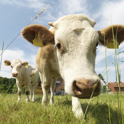 Cows In Field by Jens Lucking Pricing Limited Edition Print image