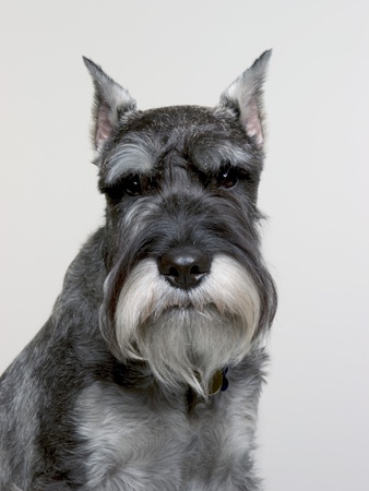 Portrait Of Standard Schnauzer by Brian Summers Pricing Limited Edition Print image