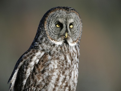 Great Grey Owl, Northern British Columbia by Robert Postma Pricing Limited Edition Print image