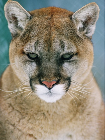 Western Cougar (Puma Concolor) by Mark Jurkovic Pricing Limited Edition Print image