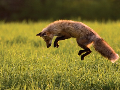 Red Fox Hunting, Prince Edward Island by John Sylvester Pricing Limited Edition Print image