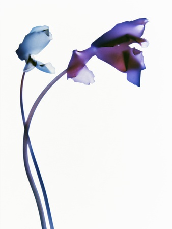 Two Irises Intertwined by Oliver Moest Pricing Limited Edition Print image
