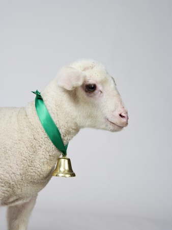 A White Lamb, Studio Shot by Paul Hudson Pricing Limited Edition Print image