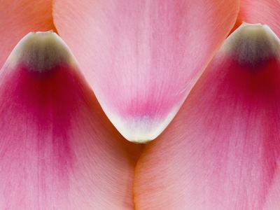 Close-Up View Of Tulip Petals by Clive Nichols Pricing Limited Edition Print image