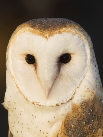 Male Barn Owl (Tyto Alba), Usa. by John Cornell Pricing Limited Edition Print image