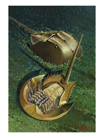 Views Of A Horseshoe Crab From Above And Underneath by William H. Crowder Pricing Limited Edition Print image