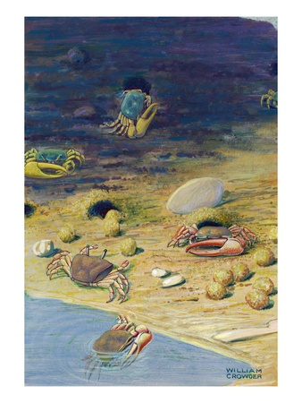 An Illustration Of Two Different Species Of Fiddler Crabs by William H. Crowder Pricing Limited Edition Print image