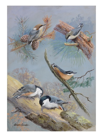 A Painting Of Several Species Of Nuthatch by Allan Brooks Pricing Limited Edition Print image