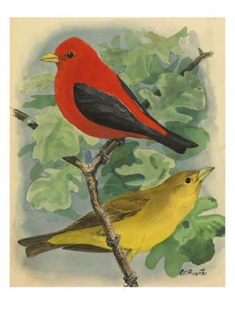 A Painting Of A Male And Female Scarlet Tanager by Louis Agassiz Fuertes Pricing Limited Edition Print image