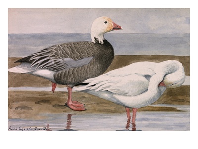 A Painting Of A Blue Goose And A Snow Goose by Louis Agassiz Fuertes Pricing Limited Edition Print image