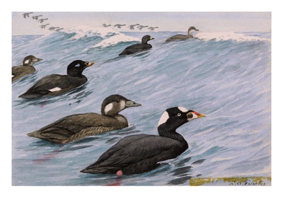 A Painting Of Several Species Of Scoter Swimming by Louis Agassiz Fuertes Pricing Limited Edition Print image