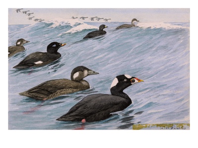 A Painting Of Several Species Of Scoter Swimming by Louis Agassiz Fuertes Pricing Limited Edition Print image