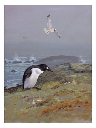 A Painting Of The, Now Extinct, Great Auk by Allan Brooks Pricing Limited Edition Print image