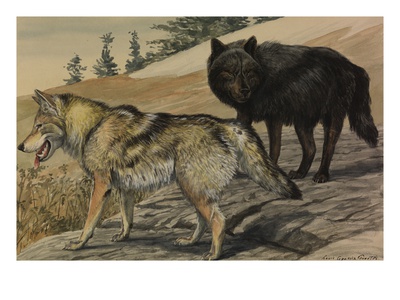 A Painting Of Two Species Of Wolf by Louis Agassiz Fuertes Pricing Limited Edition Print image