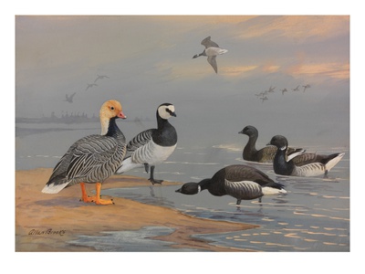 A Painting Of Several Species Of Brants And Geese by Allan Brooks Pricing Limited Edition Print image