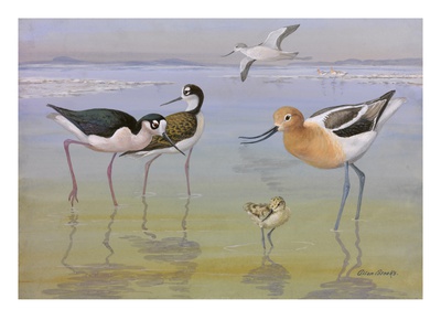 A Painting Of A Black-Necked Stilt Pair And An Avocet With Its Chick by Allan Brooks Pricing Limited Edition Print image