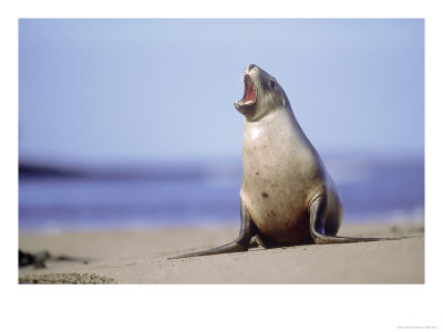 New Zealand (Hooker) Sea Lion, Endangered Cow On Beach, Auckland Island by Mark Jones Pricing Limited Edition Print image