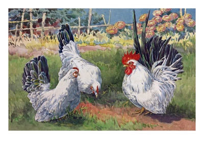 A Variety Of Japanese Bantams. by National Geographic Society Pricing Limited Edition Print image
