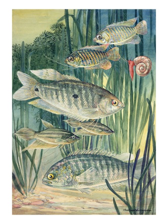 A Variety Of Labyrinth Fish. by National Geographic Society Pricing Limited Edition Print image