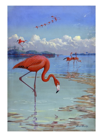 Flamingos Wade In Shallow Tropical And Subtropical Waters. by National Geographic Society Pricing Limited Edition Print image