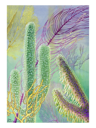 A Variety Of Gorgonian Coral Waves With The Ocean Currents. by National Geographic Society Pricing Limited Edition Print image