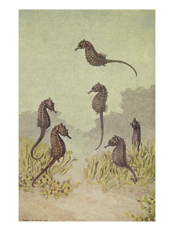 A Painting Of Several Seahorses Swimming Around Seaweed. by National Geographic Society Pricing Limited Edition Print image