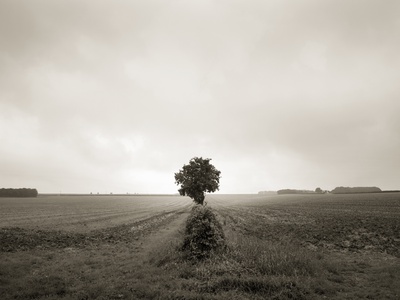 Lone Tree In Open Field by Alex Holland Pricing Limited Edition Print image