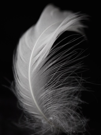 White Feather On Black Background by Tiina & Geir Pricing Limited Edition Print image