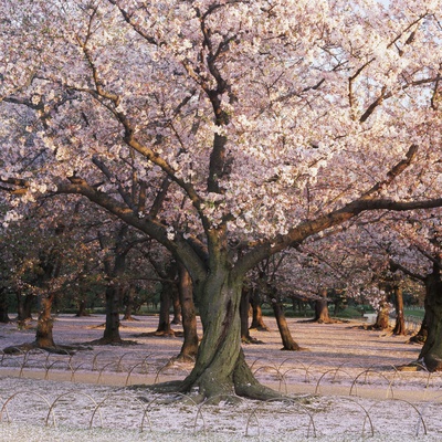 Cherry Trees In Blossom, Japan by Micha Pawlitzki Pricing Limited Edition Print image