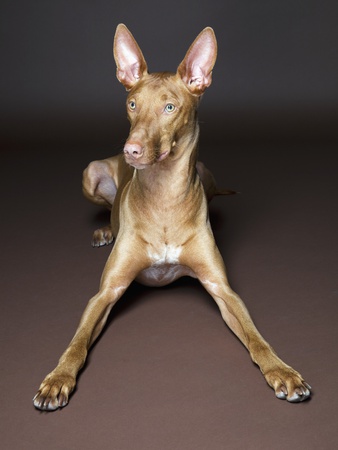 Pharaoh Hound by Robert Recker Pricing Limited Edition Print image