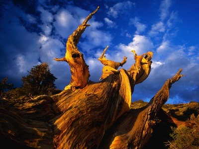 Twisted Tree by Pat O'hara Pricing Limited Edition Print image