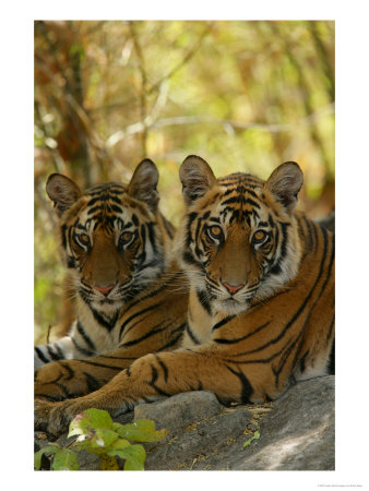 Bengal Tiger, 11 Month Old Juveniles, Madhya Pradesh, India by Elliott Neep Pricing Limited Edition Print image