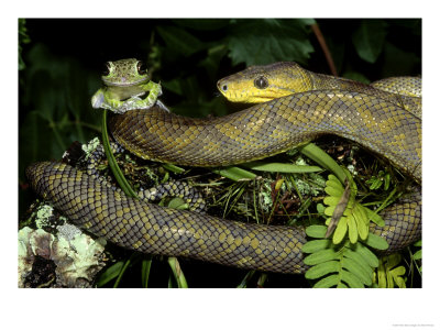 Trinidad Tree Boa, Corallus Enydris With Tree Frog (Potenti Al Prey) by Brian Kenney Pricing Limited Edition Print image