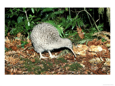 Great Spotted Kiwi, South Island, Nz by Robin Bush Pricing Limited Edition Print image