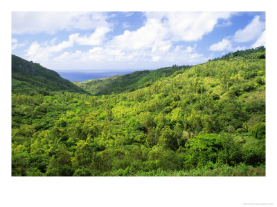 View Of Area In Which Rodrigues Fruit Bats Roost, Near Mount Lubin, Rodrigues Island by Roger De La Harpe Pricing Limited Edition Print image