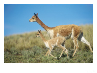 Vicuna, Mother With 3 Week Old Baby, Peruvian Andes by Mark Jones Pricing Limited Edition Print image