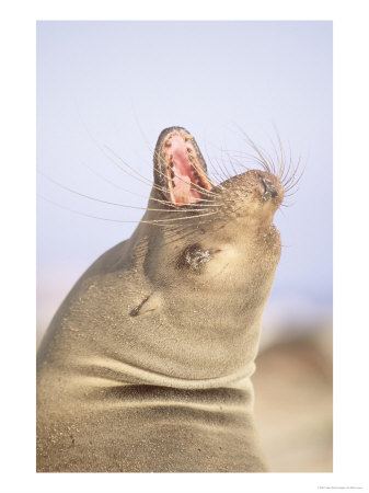 Galapagos Sea Lion, Cow Resting, Galapagos by Mark Jones Pricing Limited Edition Print image