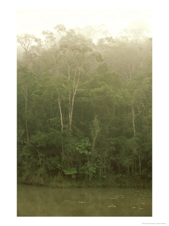 Rainforest, Andasibe, Madagascar by Patricio Robles Gil Pricing Limited Edition Print image