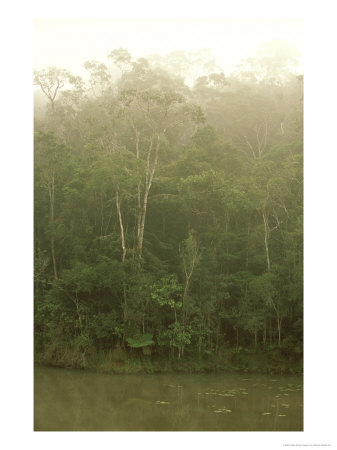 Rainforest, Andasibe, Madagascar by Patricio Robles Gil Pricing Limited Edition Print image