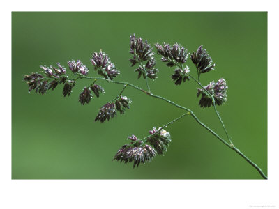 Cocksfoot, Raindrops On Paniclesmay, England by Mark Hamblin Pricing Limited Edition Print image