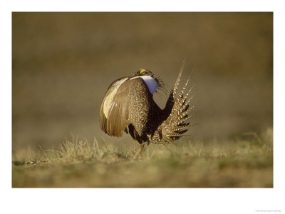 Sage Grouse, Display, Usa by Mary Plage Pricing Limited Edition Print image