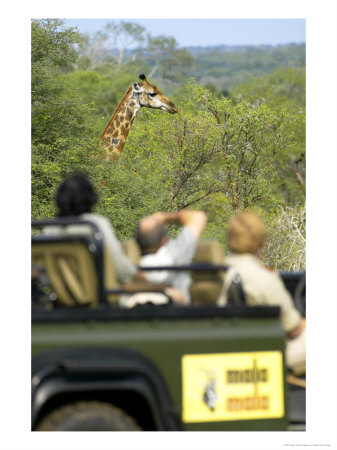 Guests On Game Drive Watching Giraffe (Giraffa Camelopardis), Malamala Game Reserve, South Africa by Roger De La Harpe Pricing Limited Edition Print image