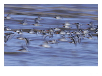 Oystercatchers, Flock In Flight, Uk by Mark Hamblin Pricing Limited Edition Print image