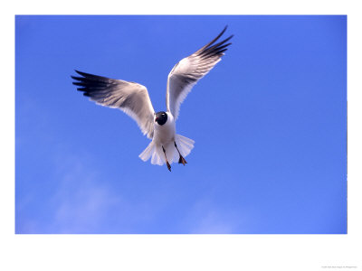 Laughing Gull In Flight, Texas, Usa by Philippe Henry Pricing Limited Edition Print image