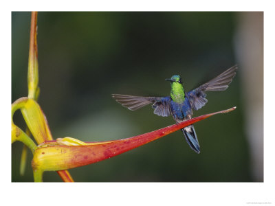 Green-Crowned Woodnymph, Male On Heliconia Flower, Ecuador by Mark Jones Pricing Limited Edition Print image